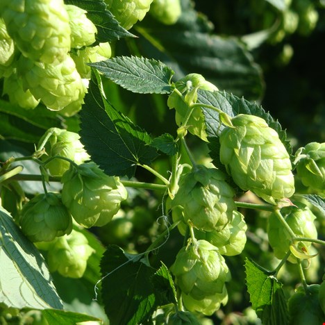 Experiencing Hops – the Green Gold!